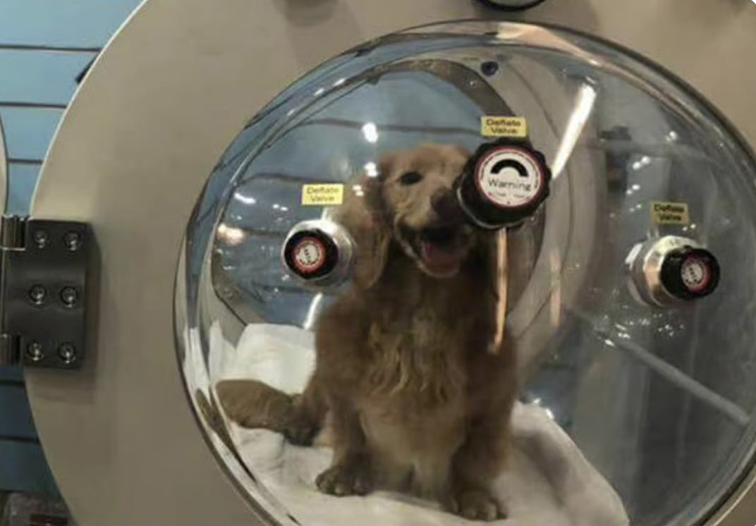 CAMARA HIPERBARICA PET ANIMALES MASCOTAS - Imagen 3