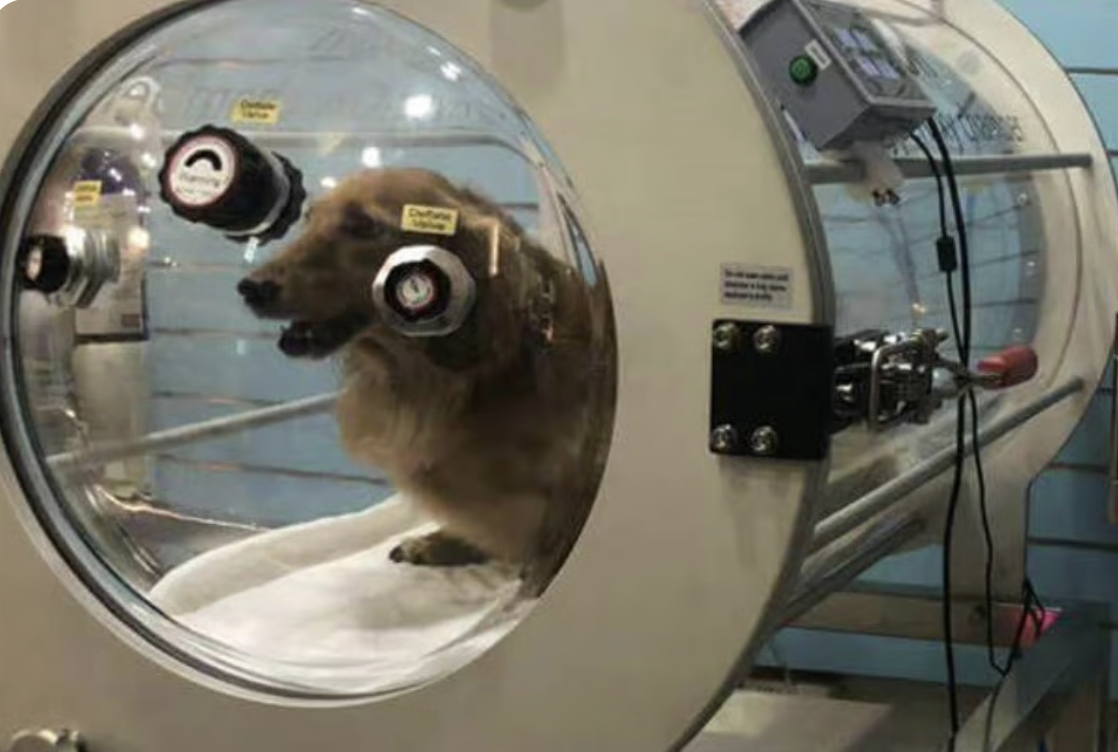CAMARA HIPERBARICA PET ANIMALES MASCOTAS - Imagen 4